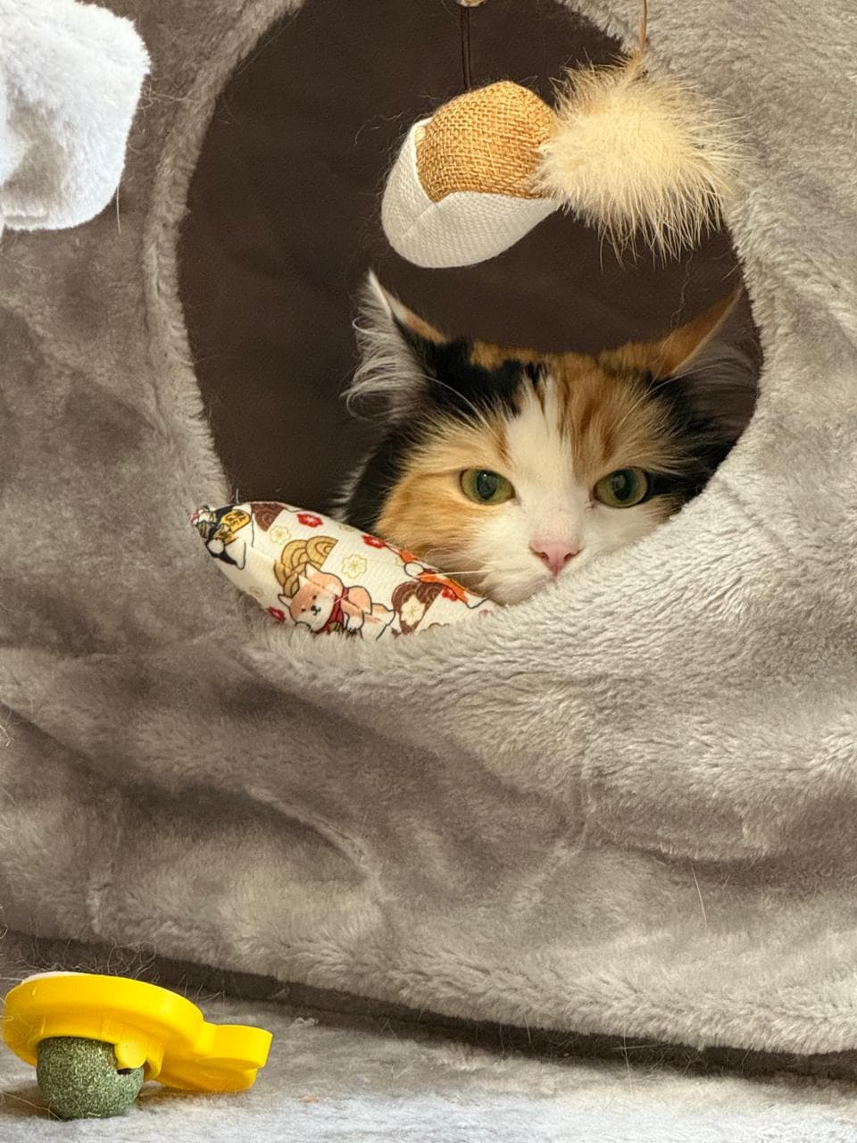 Long-haired calico cat peeking out of a plush hideaway