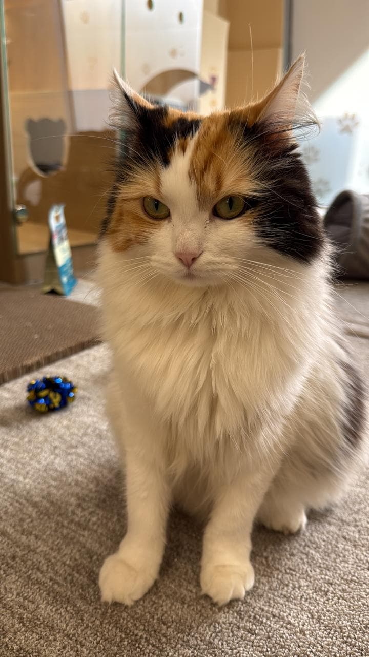 Long-haired calico cat sitting and posing