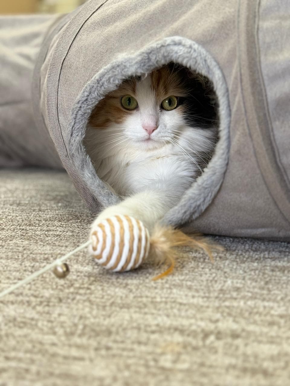 Calico cat peeking out of a plush tunnel with a toy