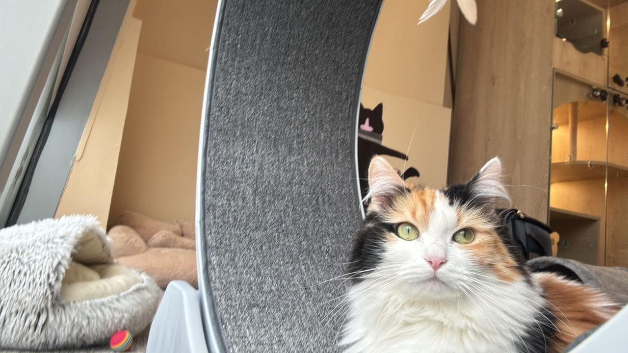 Calico cat near the cat wheel with another cat in the background