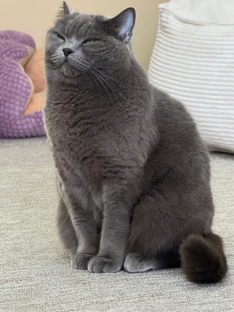 British shorthair cat sitting comfortably
