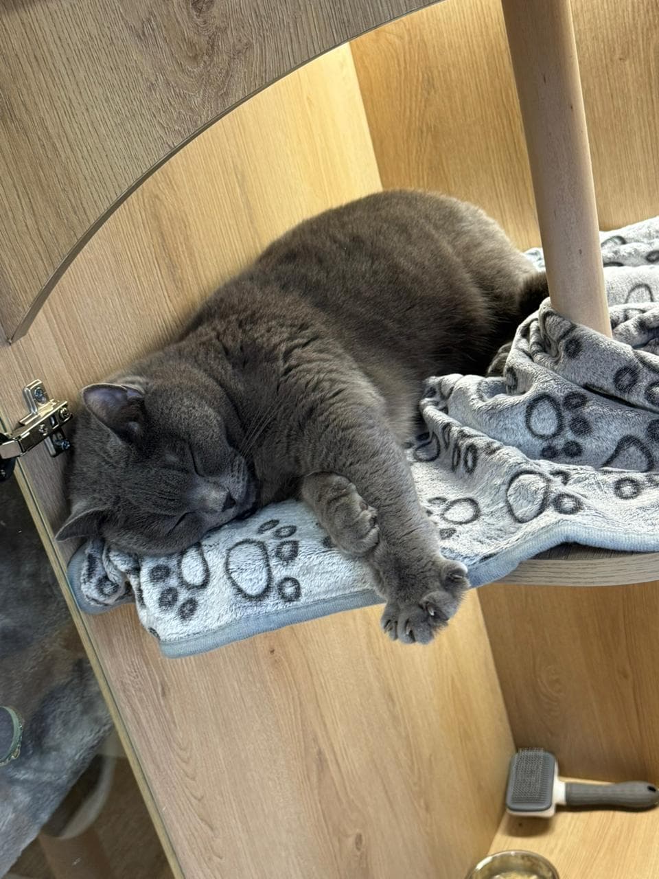 Gray cat sleeping on a paw-print blanket inside a suite