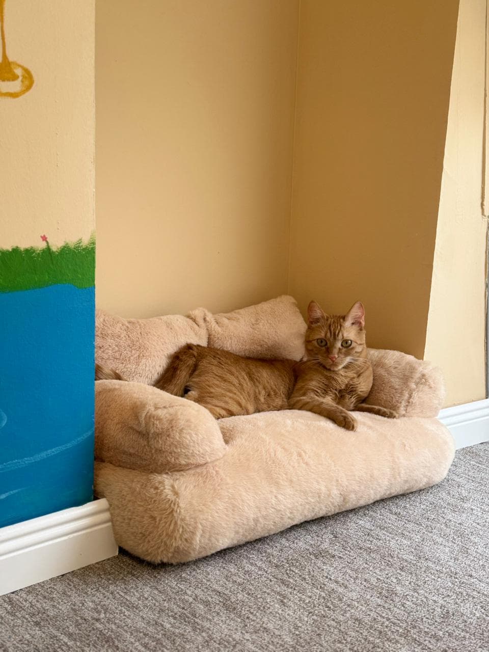 Orange tabby cat resting on a plush bed