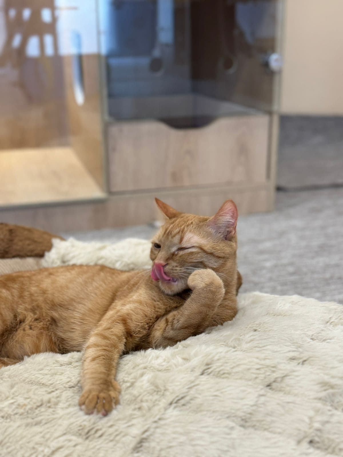 Orange cat grooming on a soft white bed