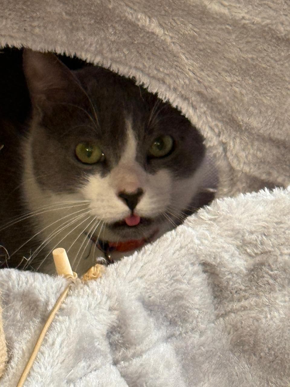 Tuxedo cat peeking out of a fluffy hideaway