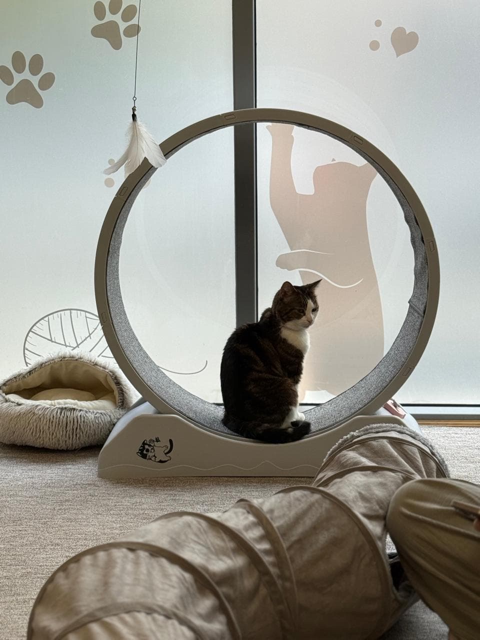 Tabby and white cat sitting on a cat exercise wheel