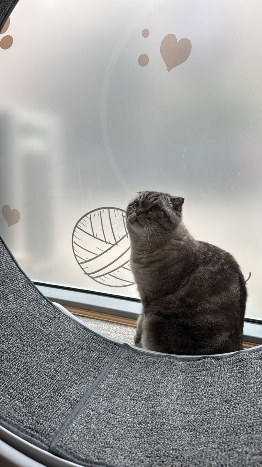 Cat watching out the window