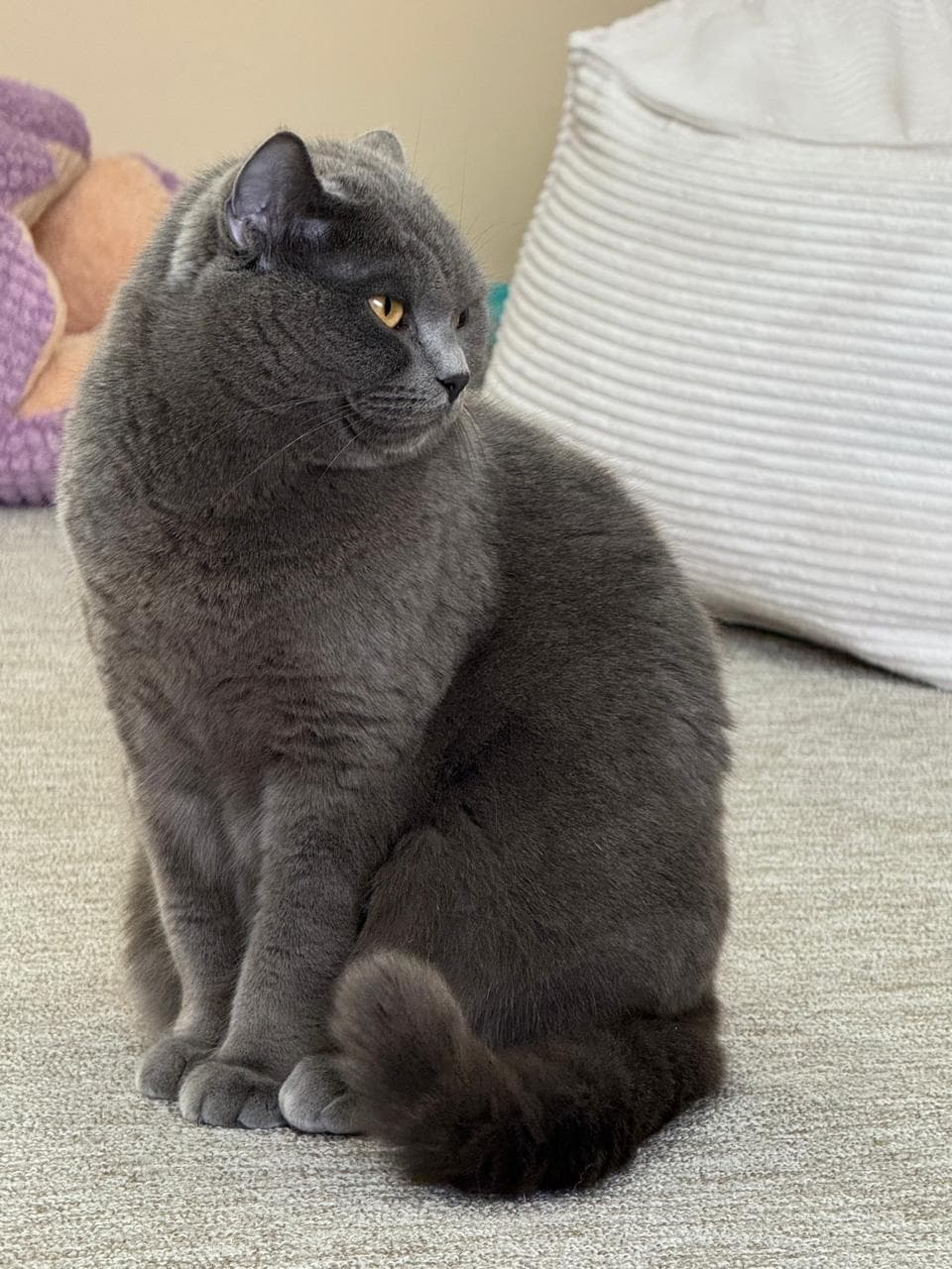 Chanel, a gray British shorthair, sitting calmly