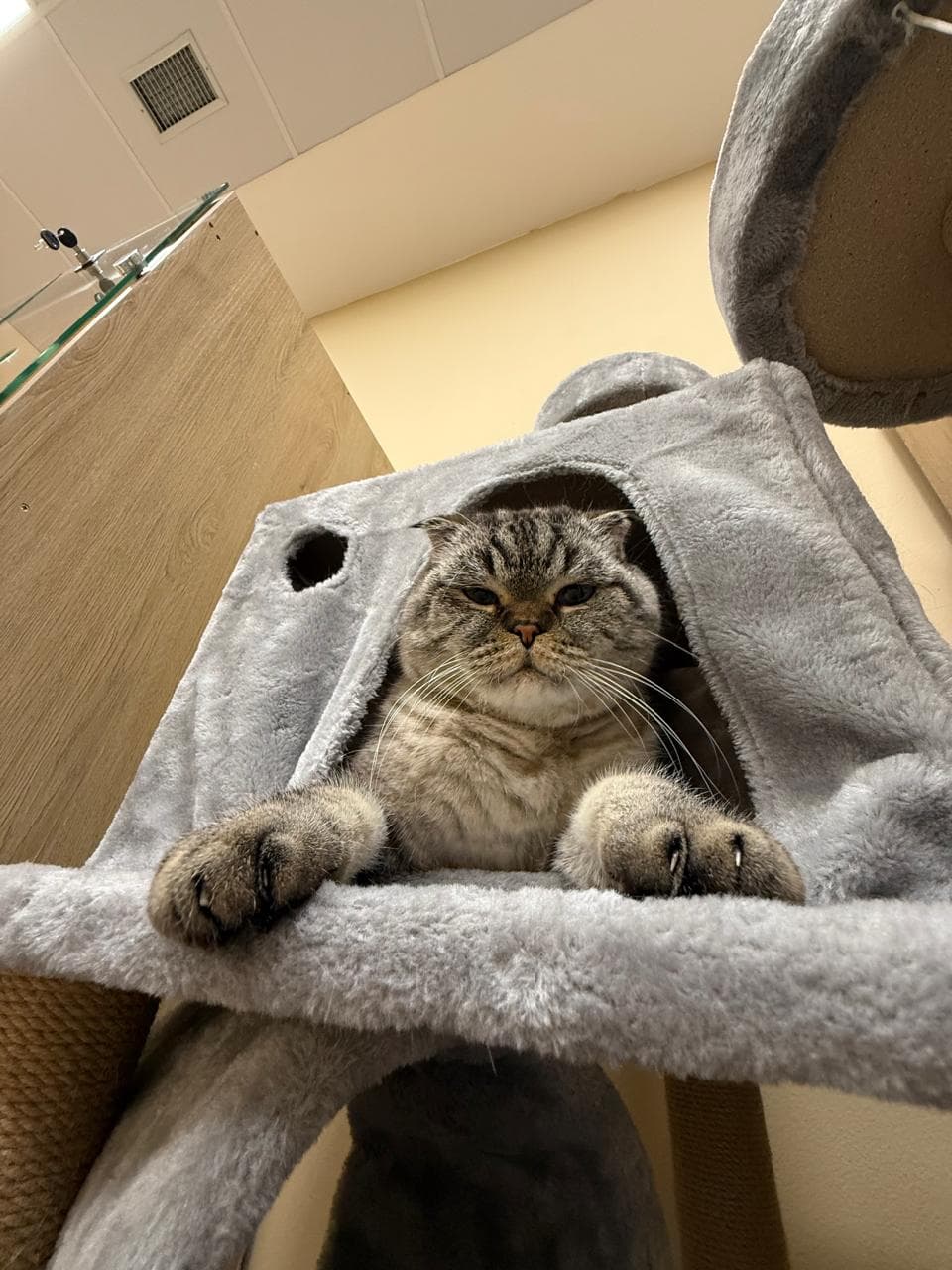 Felix the Scottish Fold peeking from his cat tower