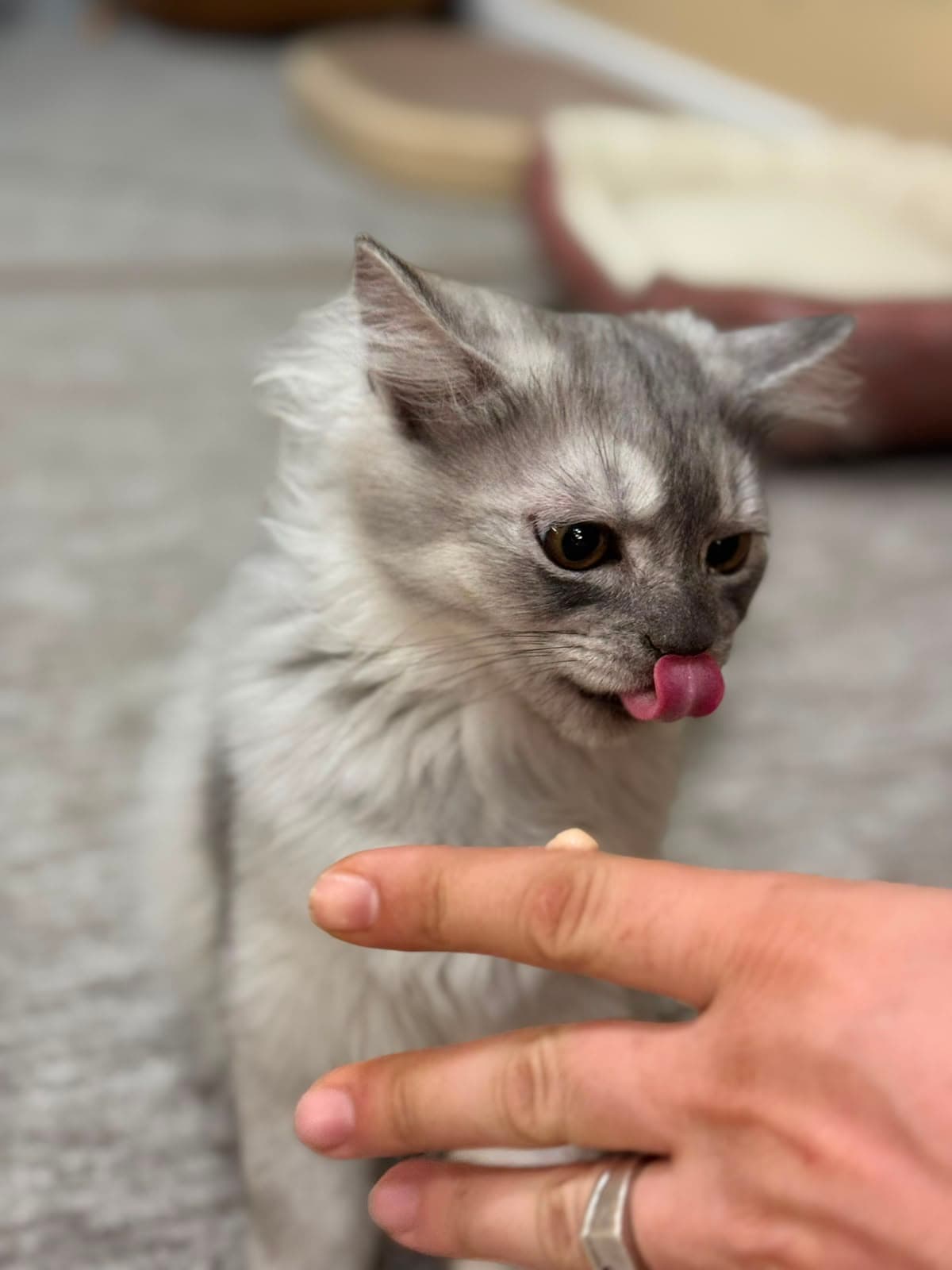 A silver longhair kitten licking its nose beside an offered treat