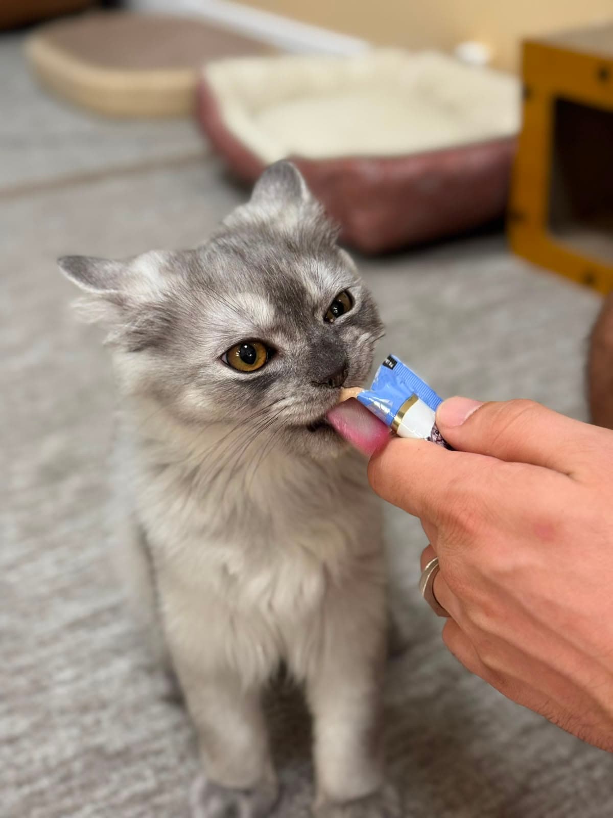 A silver longhair kitten taking a creamy treat from a hand