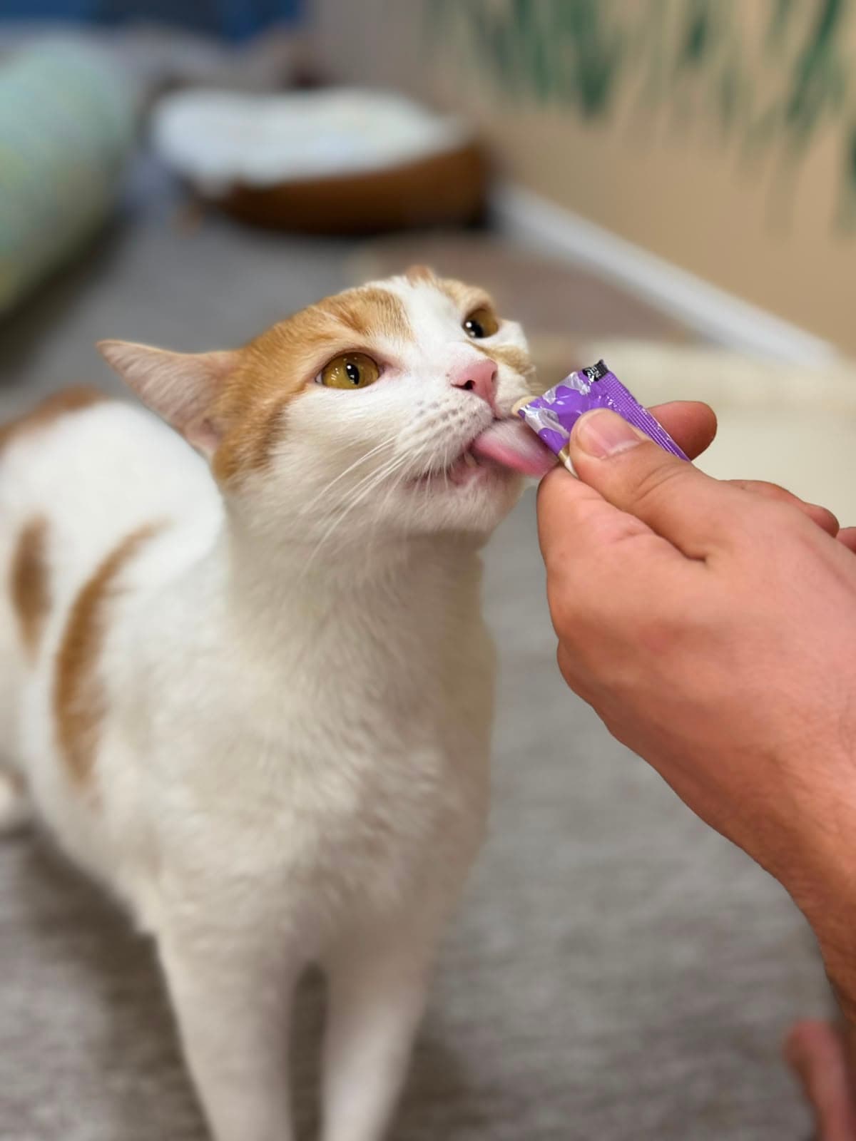 An orange-and-white cat taking a treat from a hand