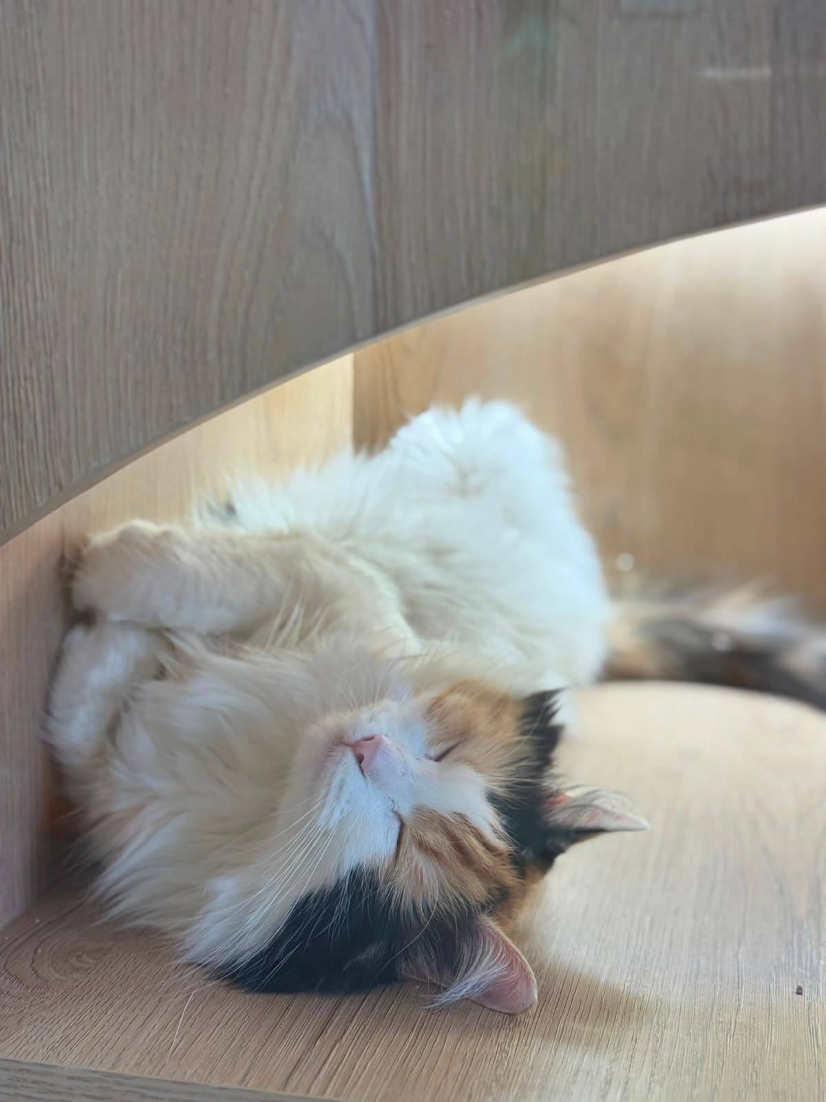 A fluffy calico cat sleeping upside down in a wooden nook