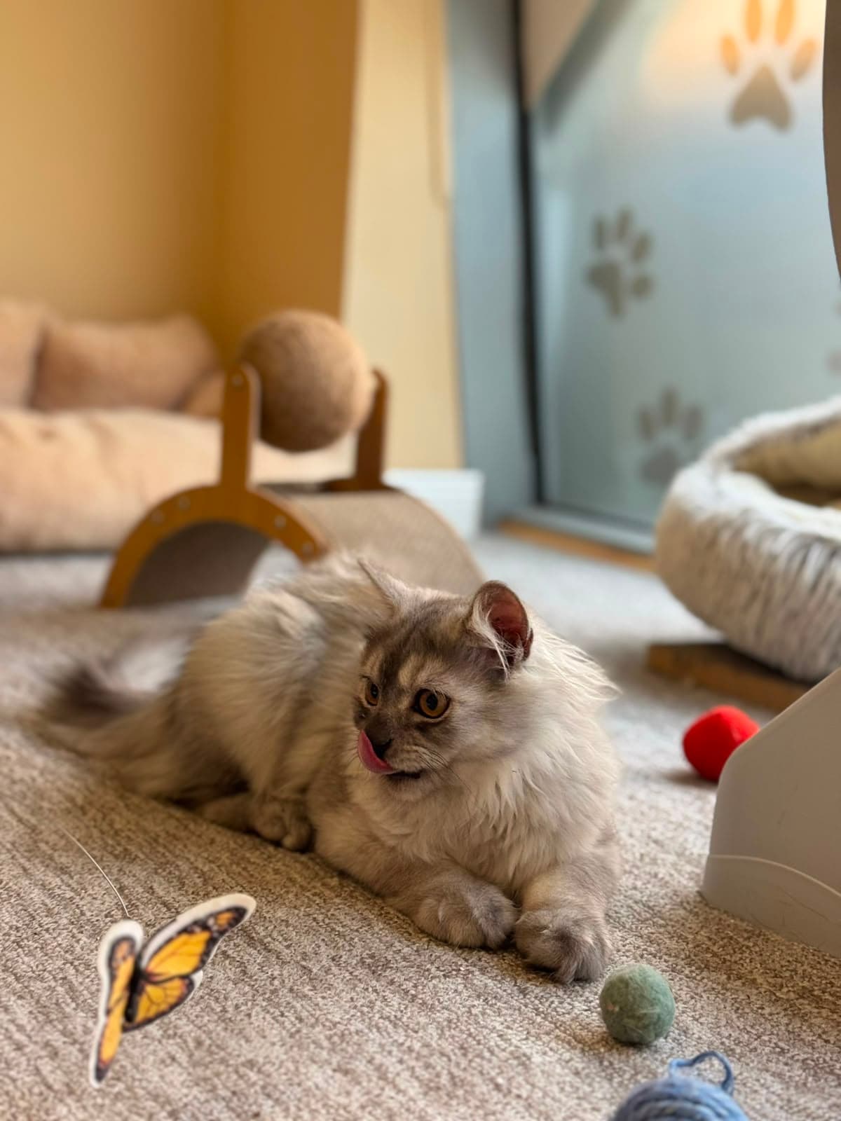 A silver longhair cat lounging beside toys in the play area