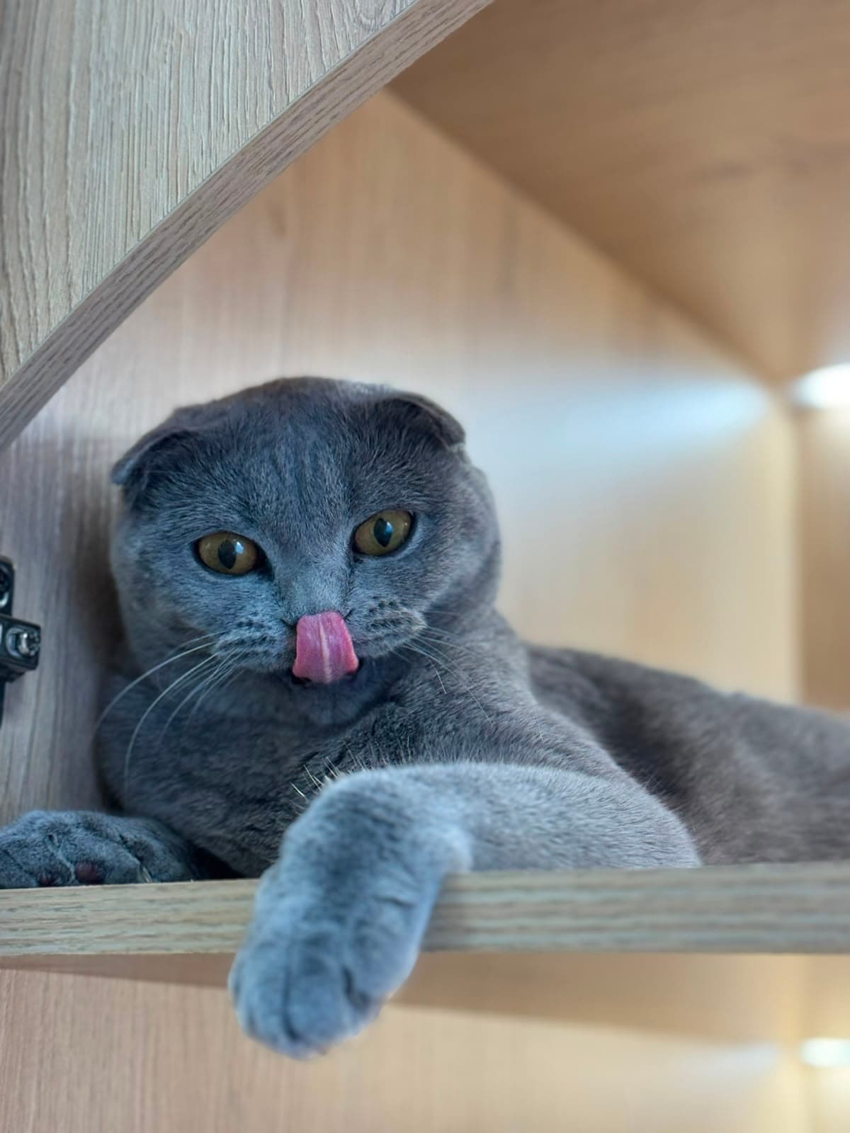 A grey Scottish Fold licking its nose in a wooden cubby