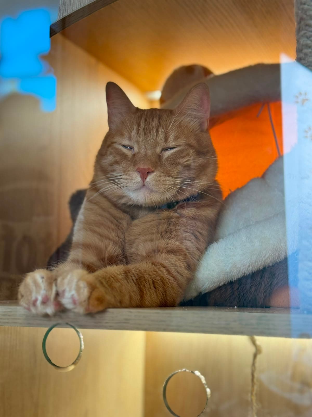 An orange tabby dozing in a glass-front suite