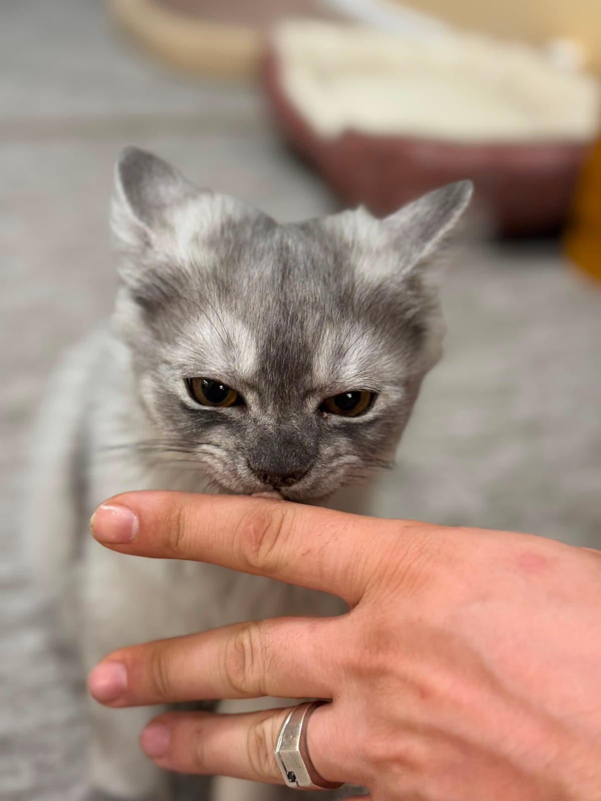 A silver kitten with a serious little face beside a hand