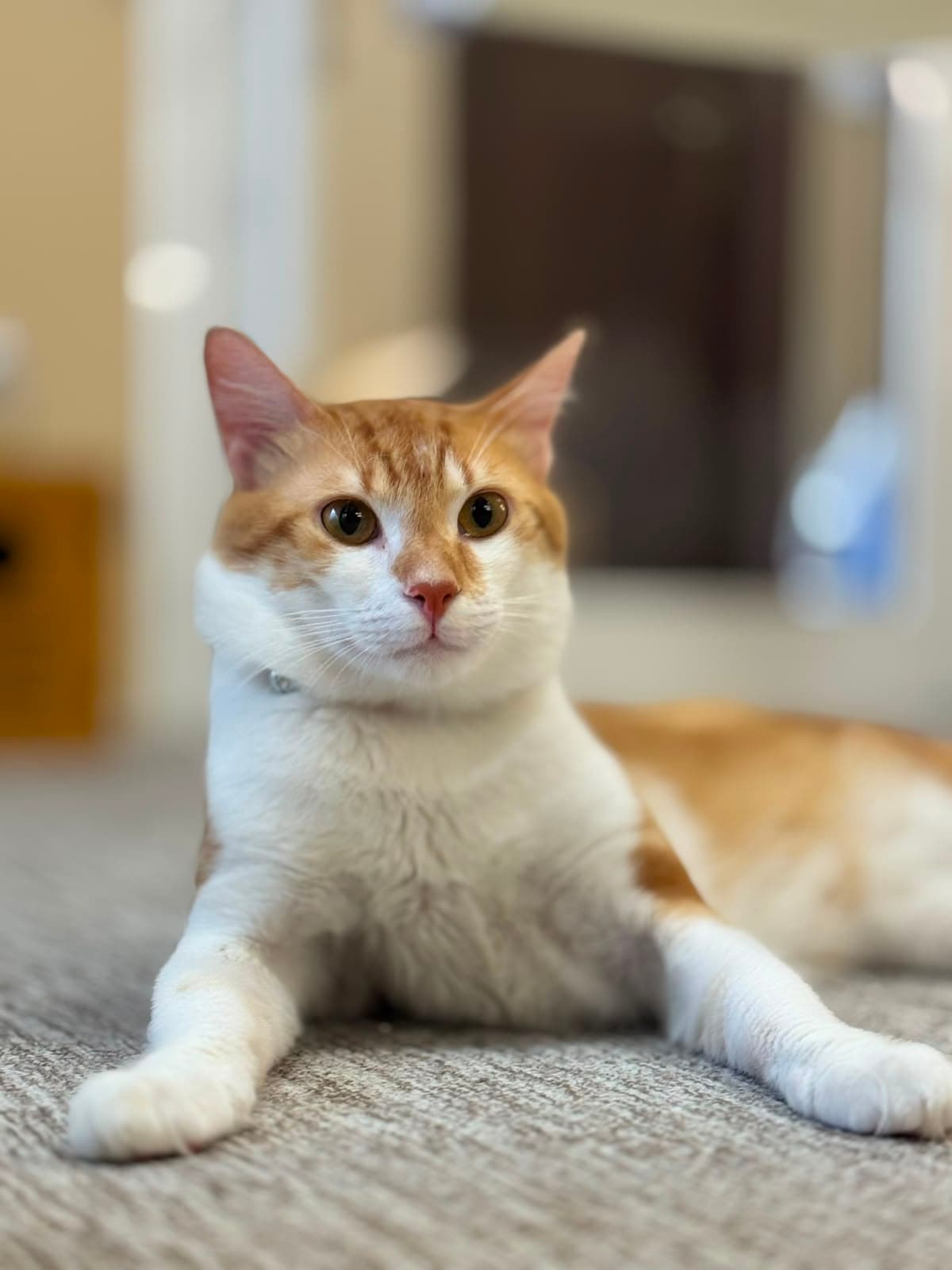 An orange-and-white cat sitting in a sphinx pose