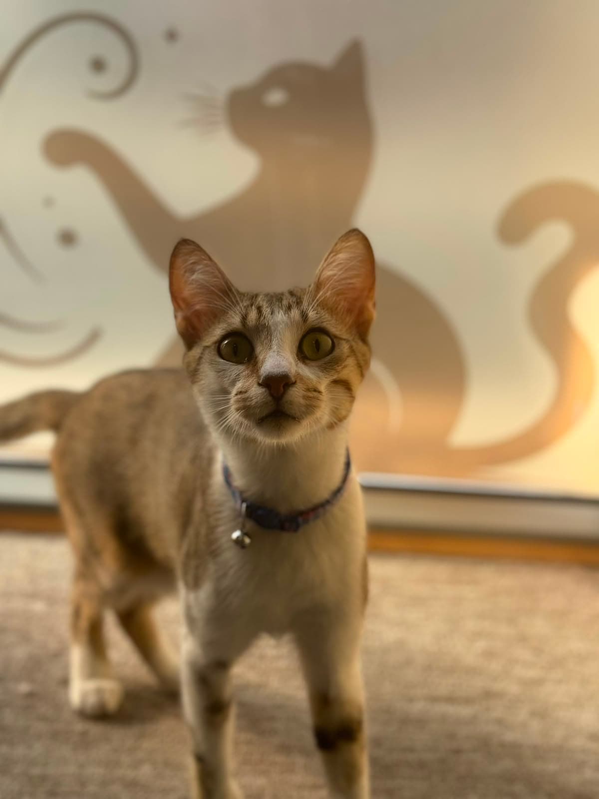A ticked tabby cat standing with a bell collar