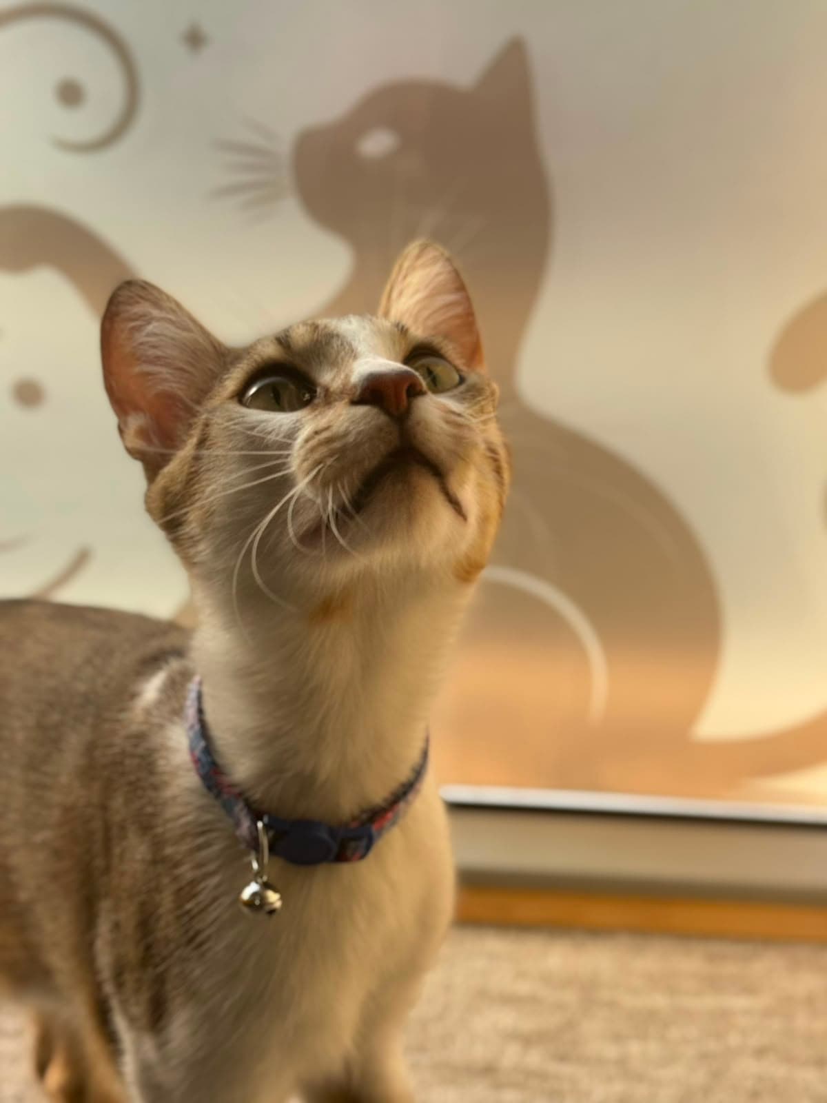A tabby cat looking up while wearing a bell collar