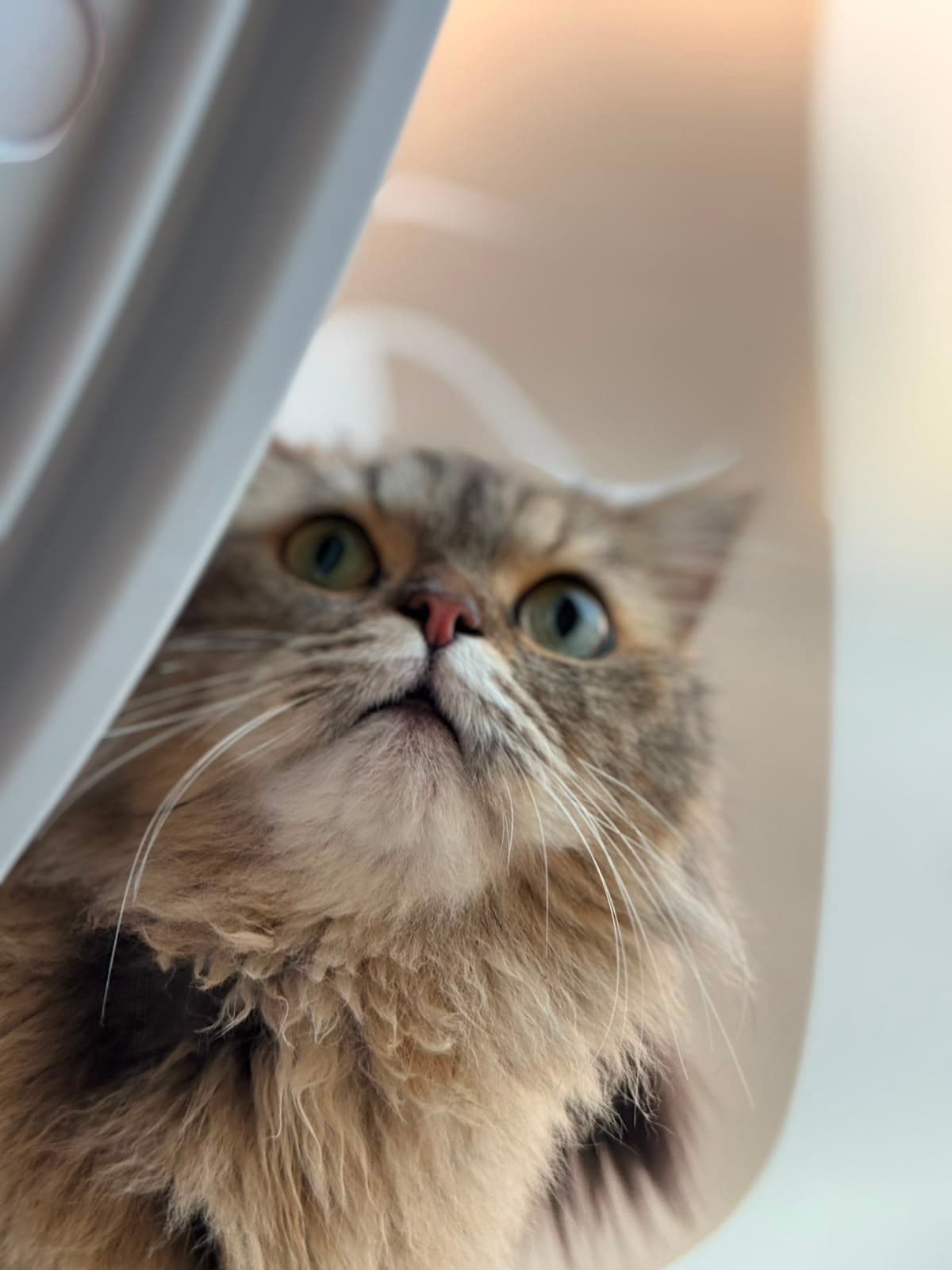 A fluffy grey-and-cream cat gazing upward near the play wheel