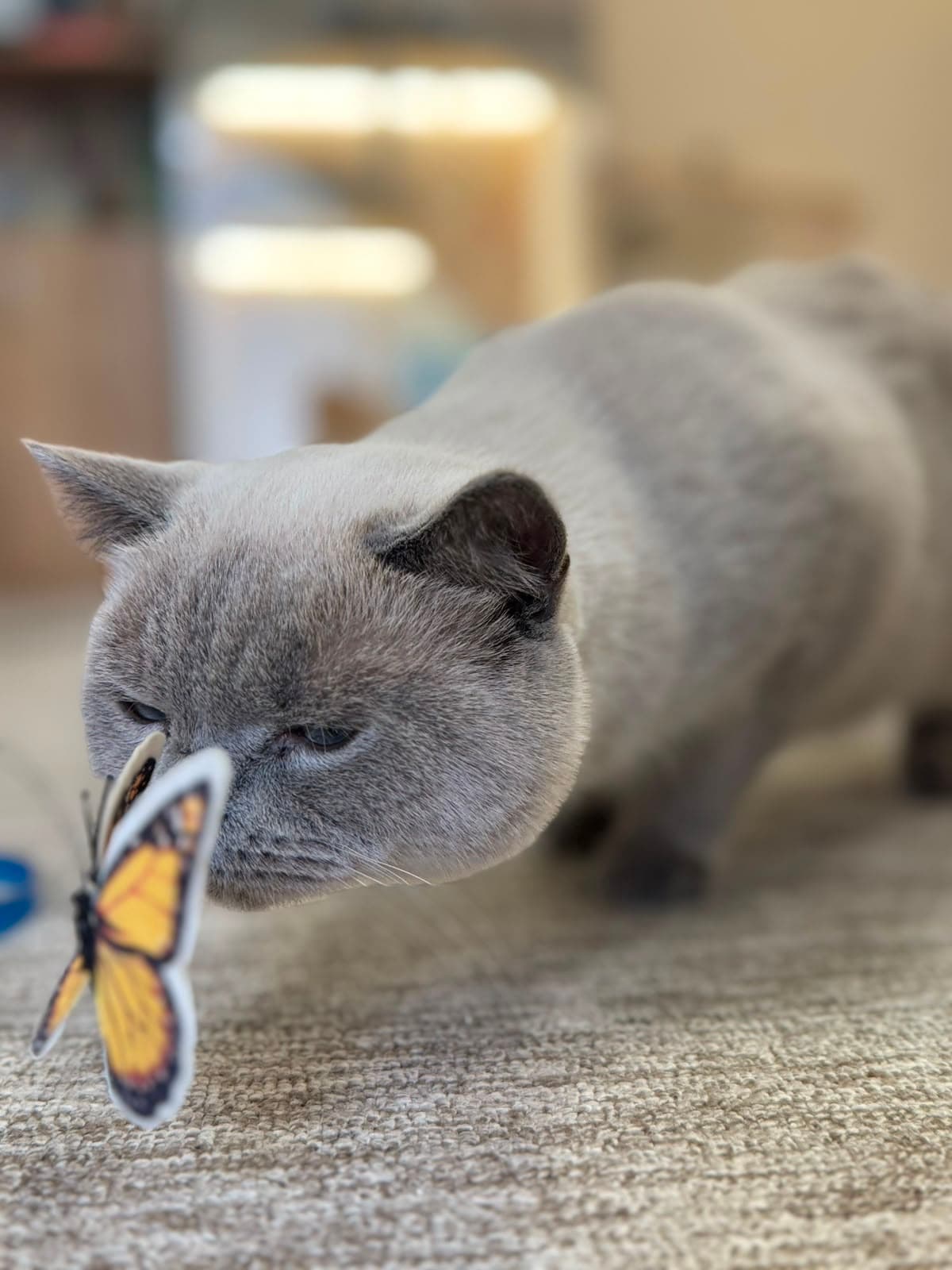 A grey British Shorthair sniffing a butterfly toy
