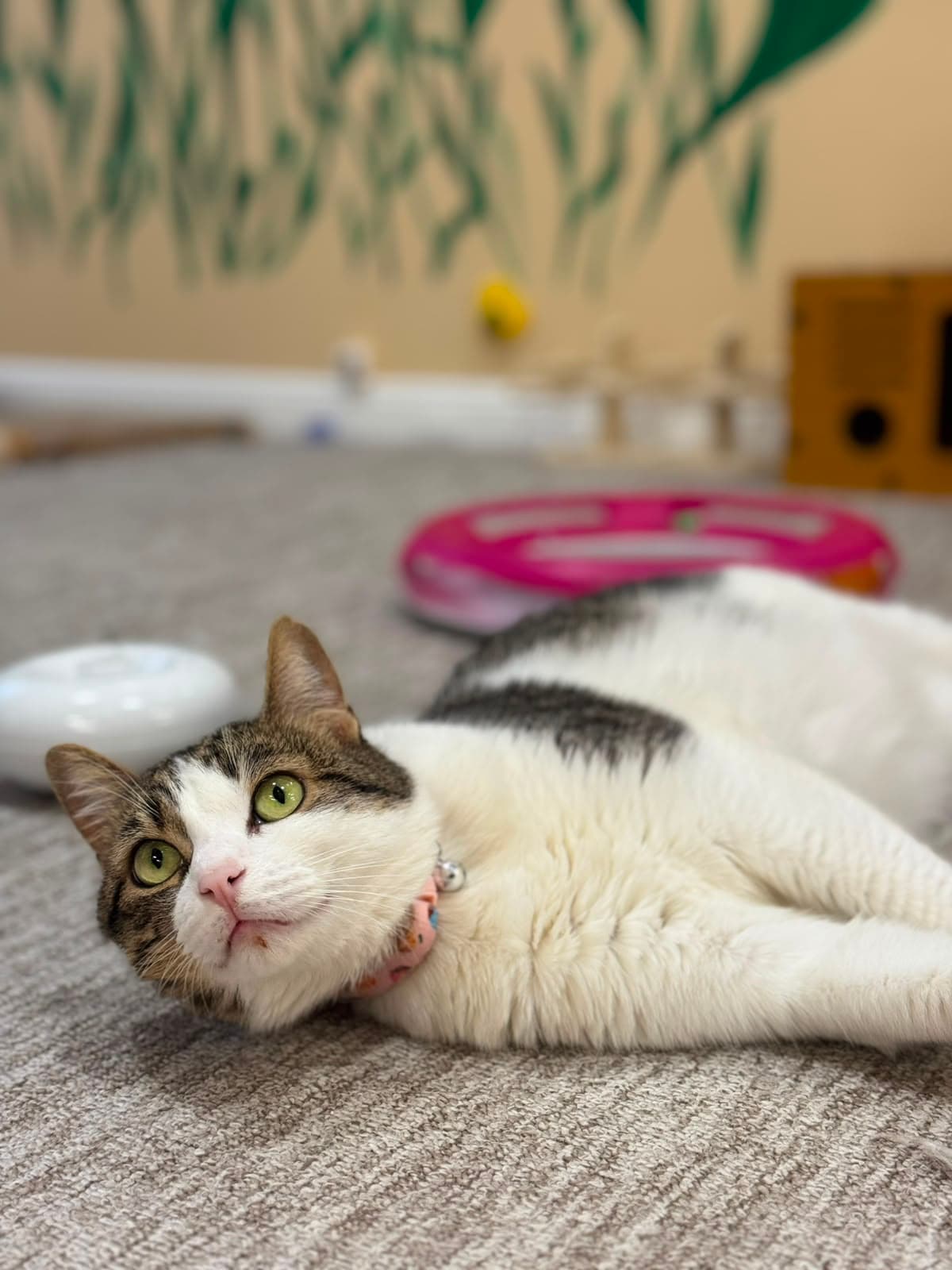 A tabby-and-white cat rolling playfully on its back