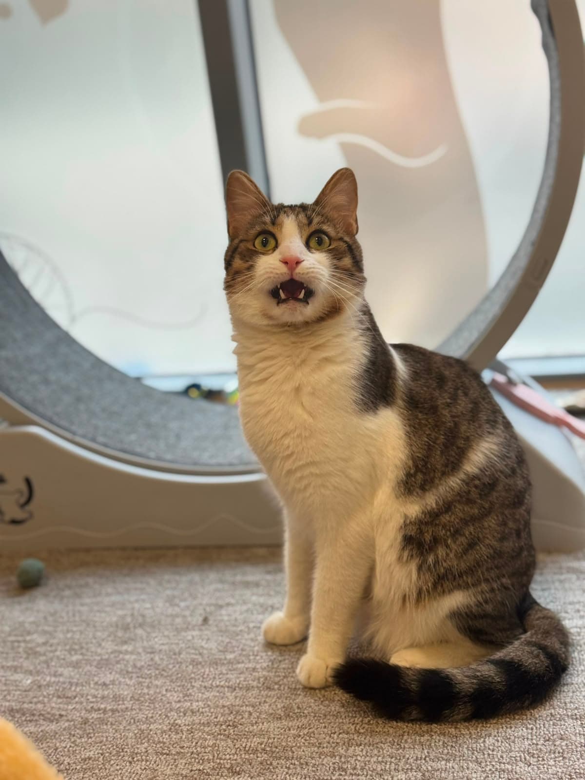 A tabby-and-white cat mid-meow by the play wheel