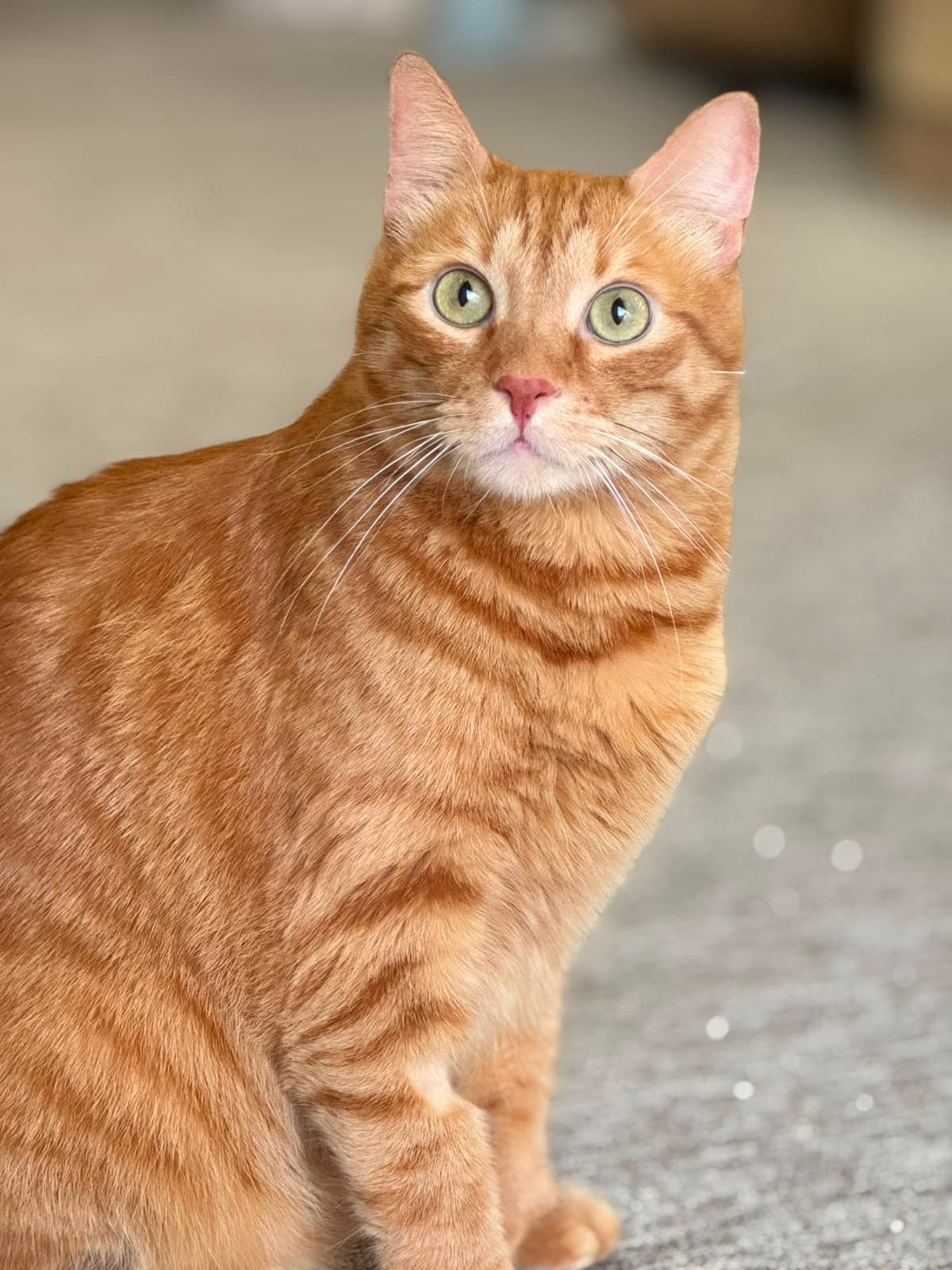 A ginger tabby with bright green eyes looking at the camera