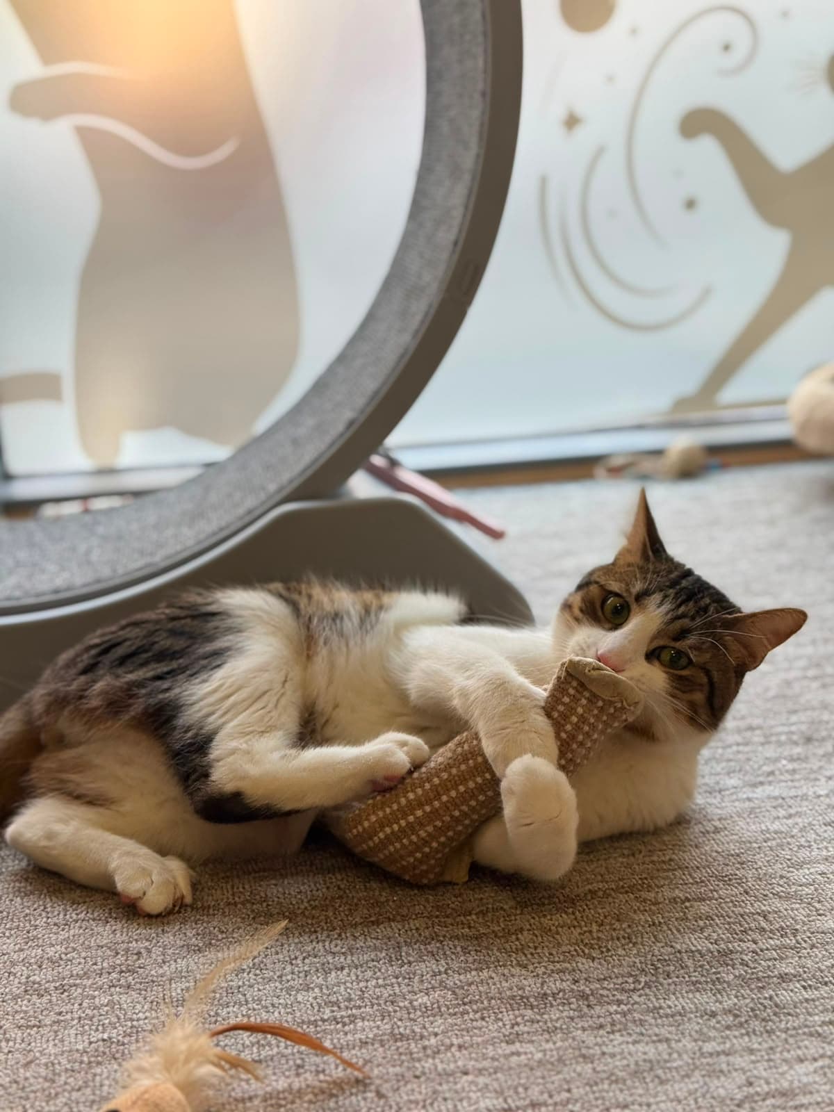 A tabby-and-white cat playing with a toy on its back