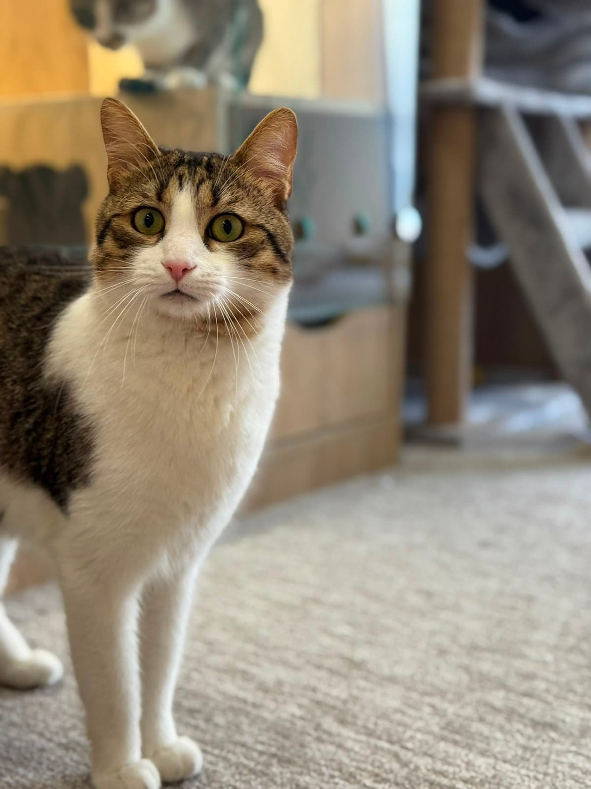 A tabby-and-white cat standing and looking at the camera