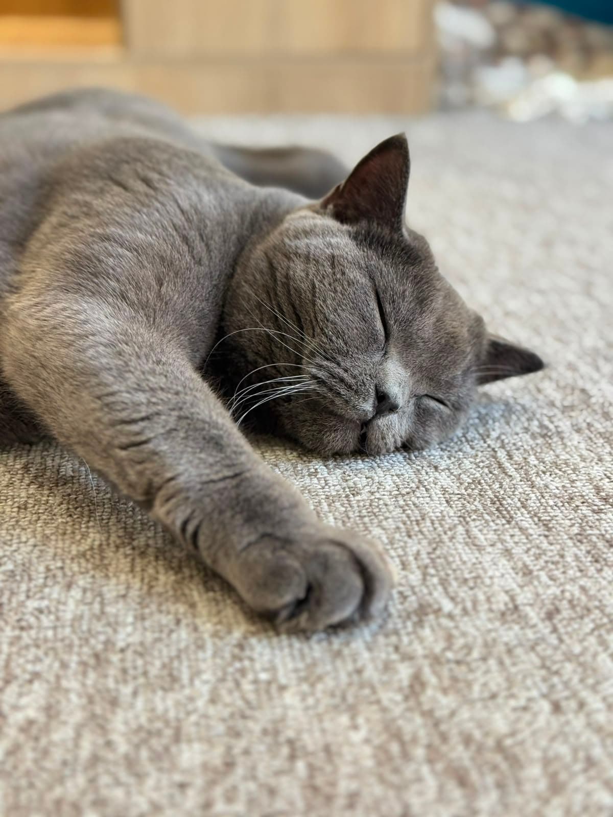 A grey cat sleeping stretched out on the floor