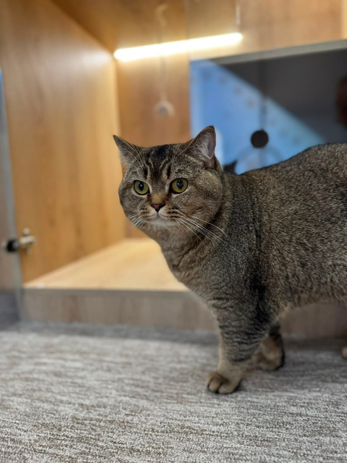 A grey tabby standing and looking at the camera