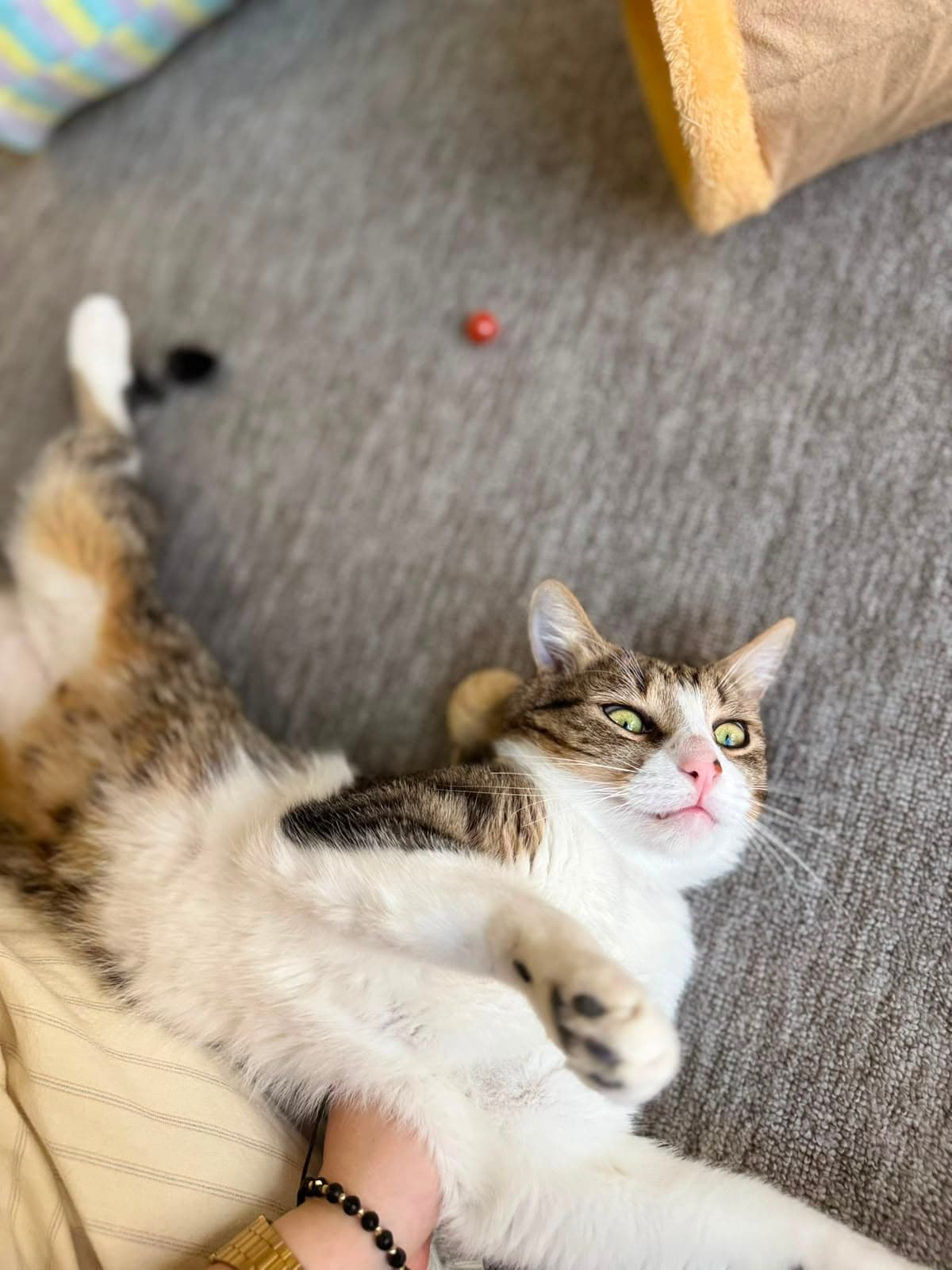 A tabby-and-white cat lounging playfully on its side