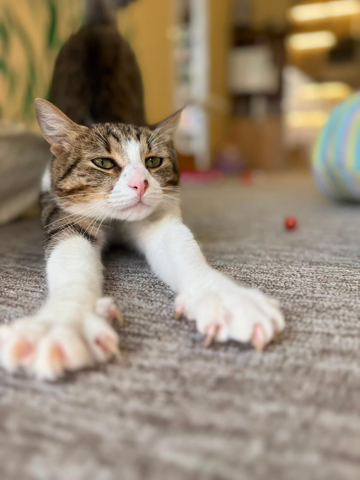 A tabby-and-white cat stretching its paws forward