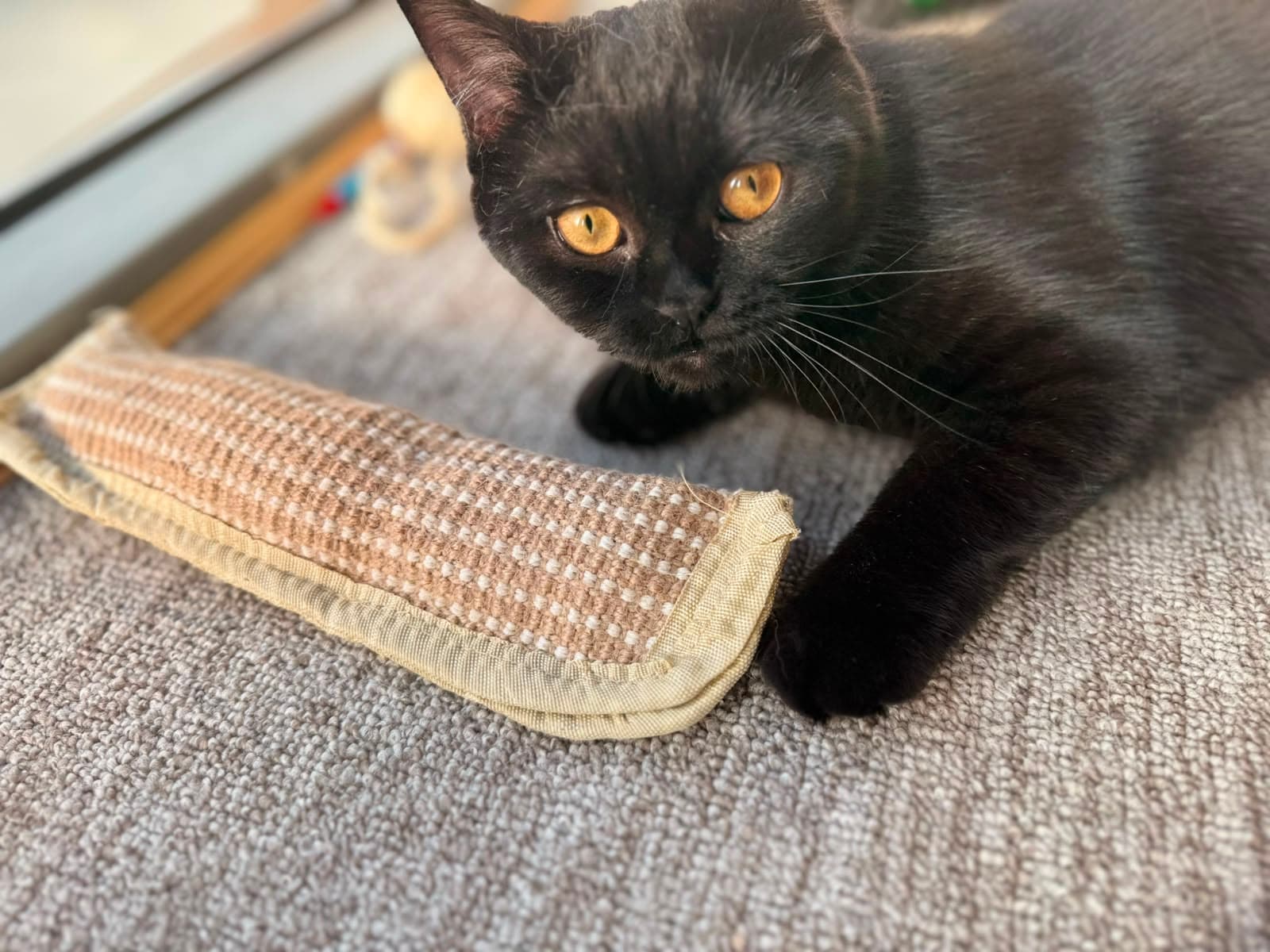 A black cat pawing at a scratcher mat