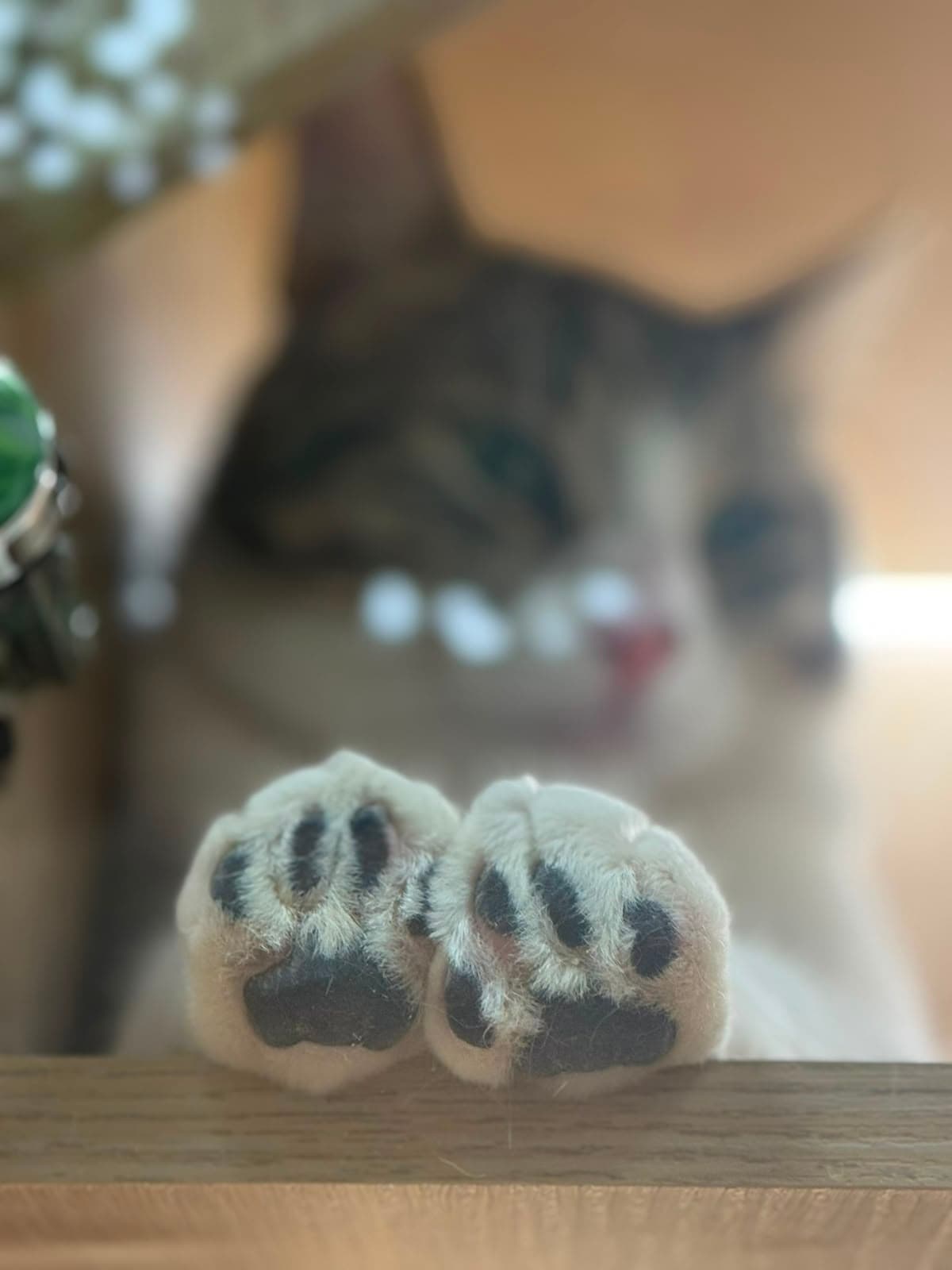 Close-up of a cat's fluffy paws pressed against the glass