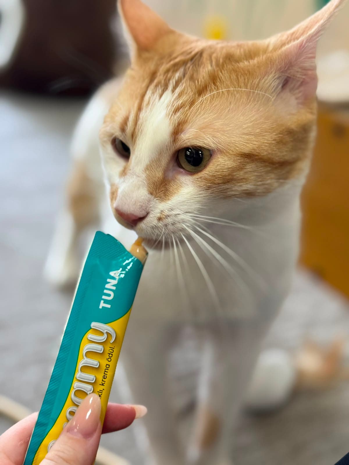 An orange-and-white cat sniffing a tuna treat