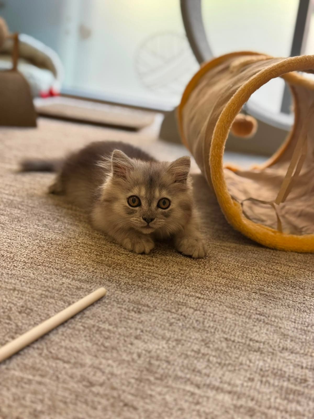A fluffy grey kitten beside a play tunnel