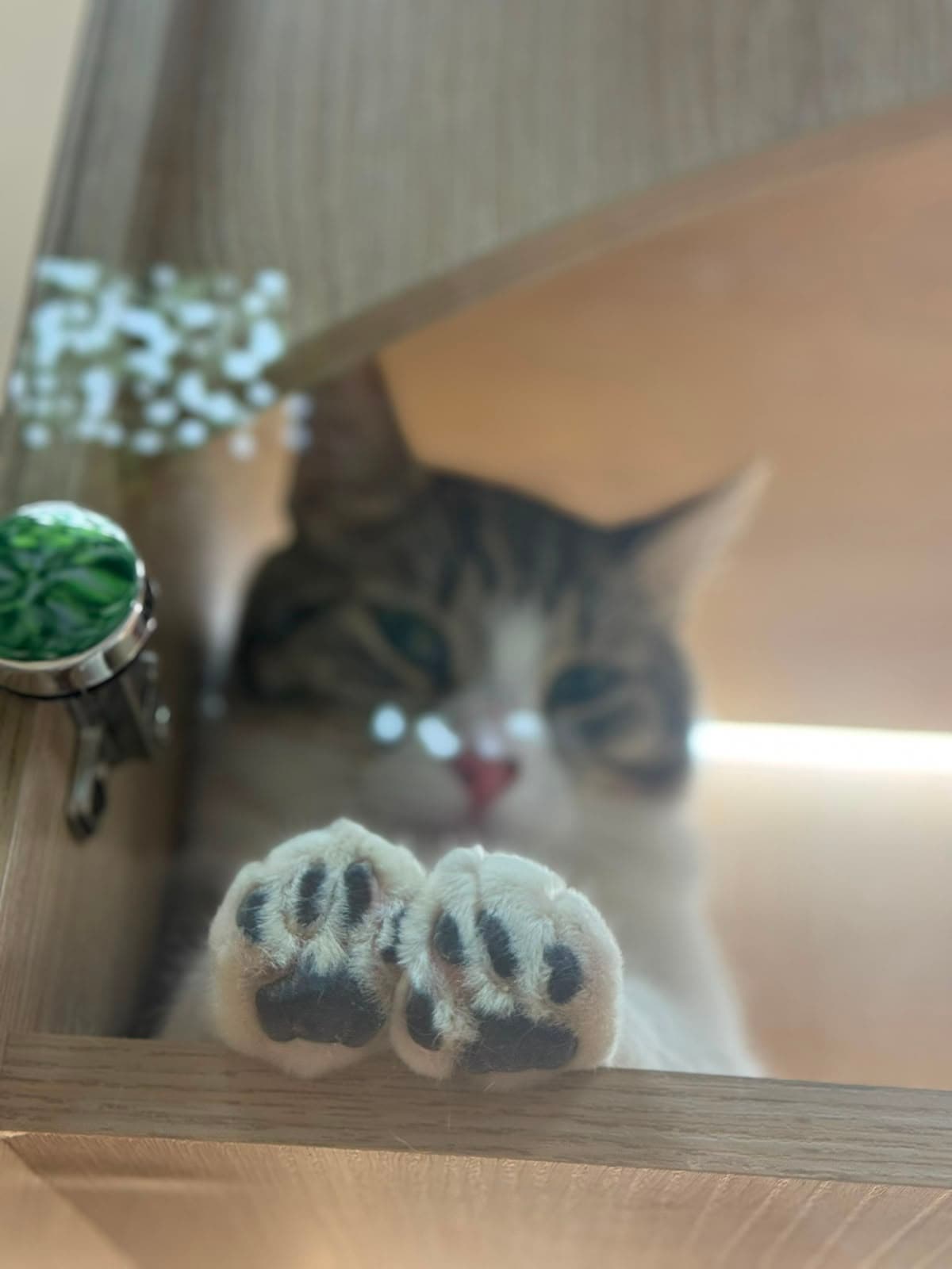 A tabby cat with its paws pressed on the glass