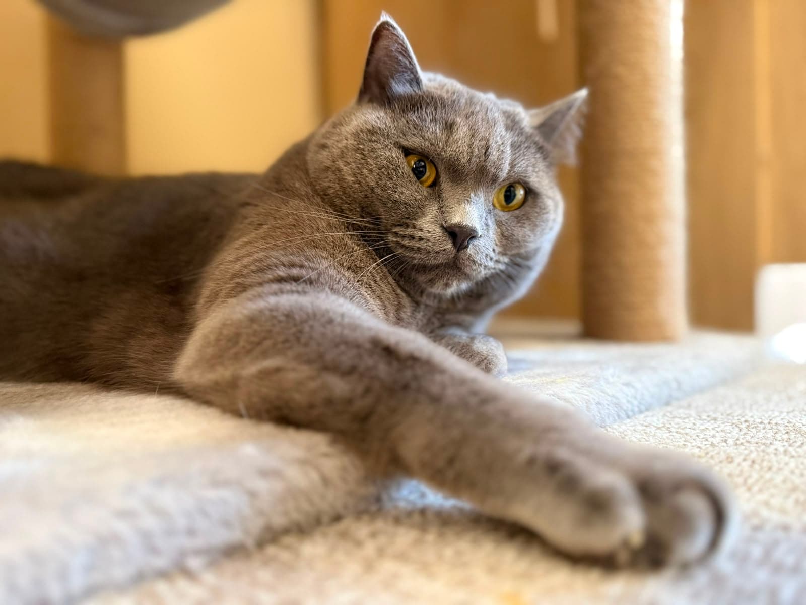 A grey British Shorthair lounging on a cat tree