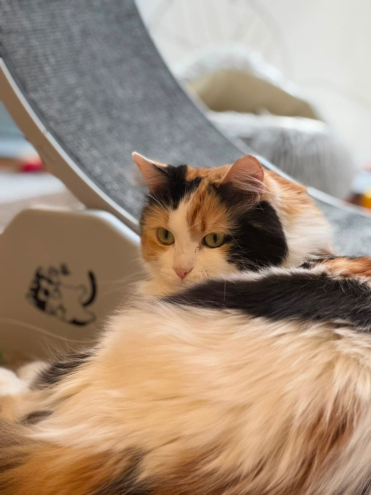 A longhair calico peeking over a ledge