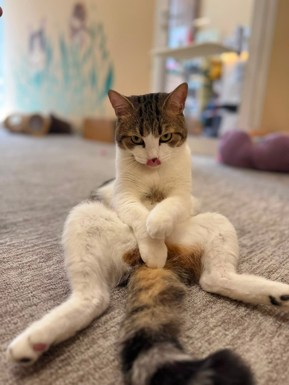 A tabby-and-white cat sitting in a funny pose with its tongue out