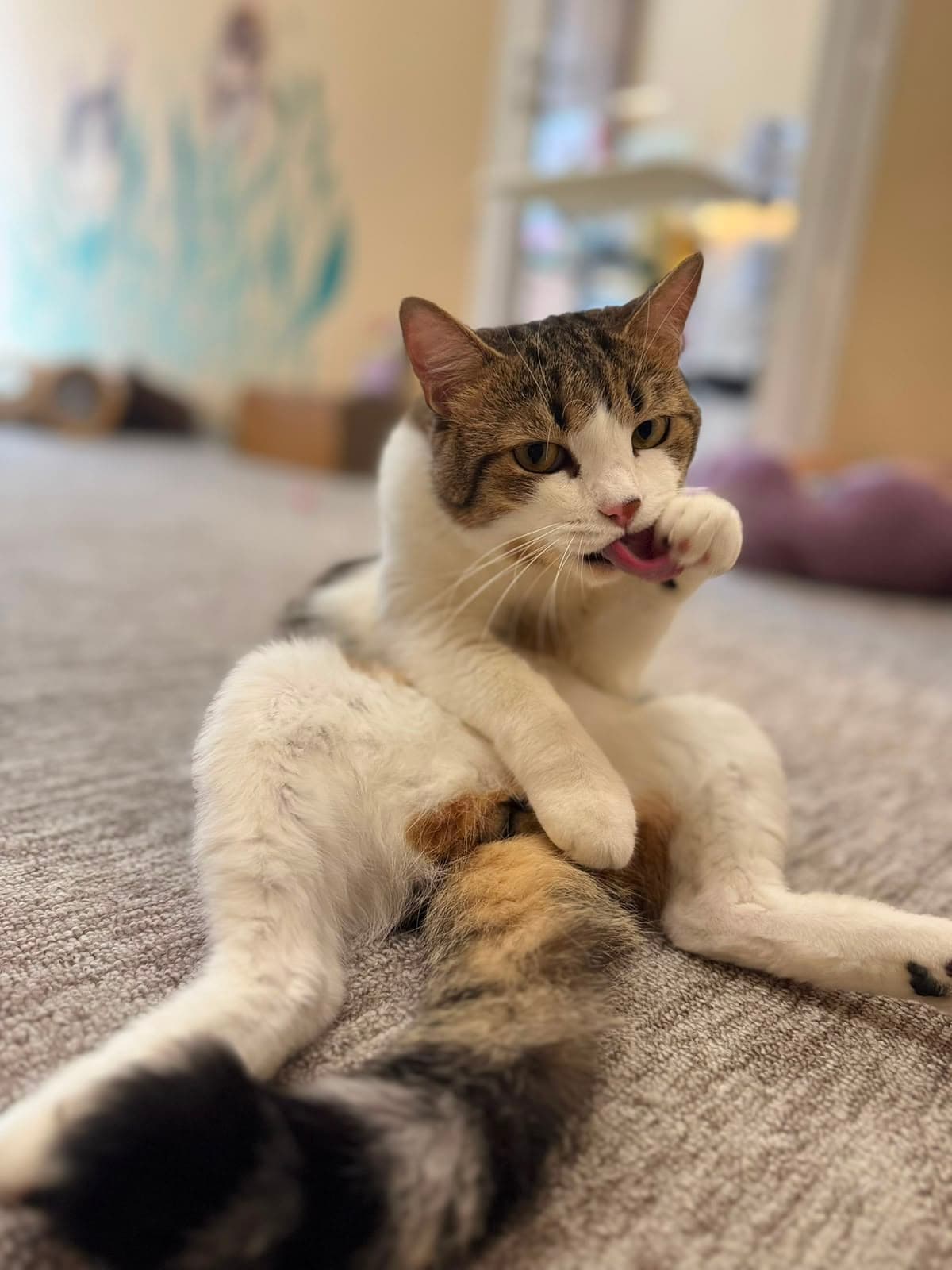 A tabby-and-white cat sitting and grooming