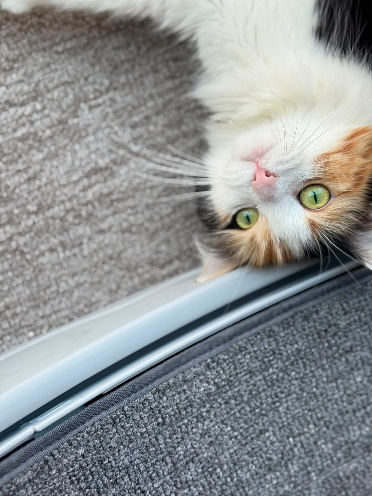 A fluffy calico peeking over a ledge with bright green eyes