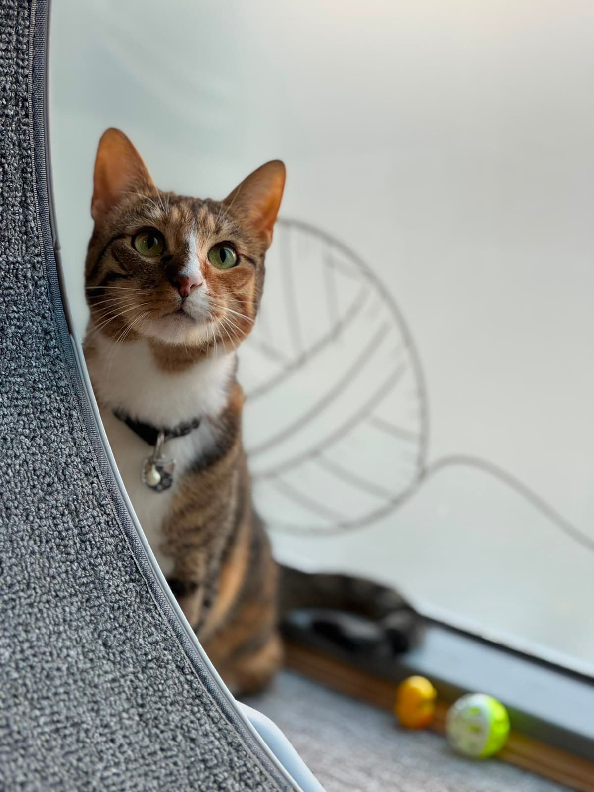 A tabby cat with a bell collar sitting by the play wheel