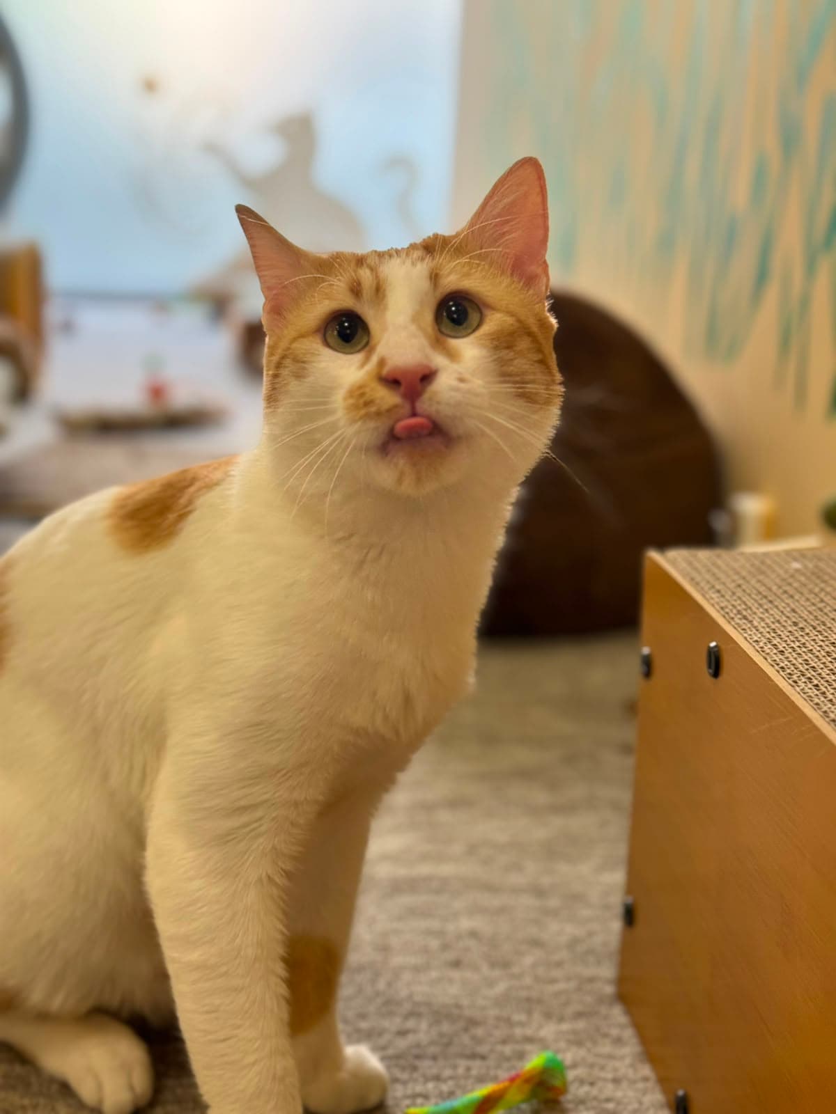 An orange-and-white cat with its tongue peeking out
