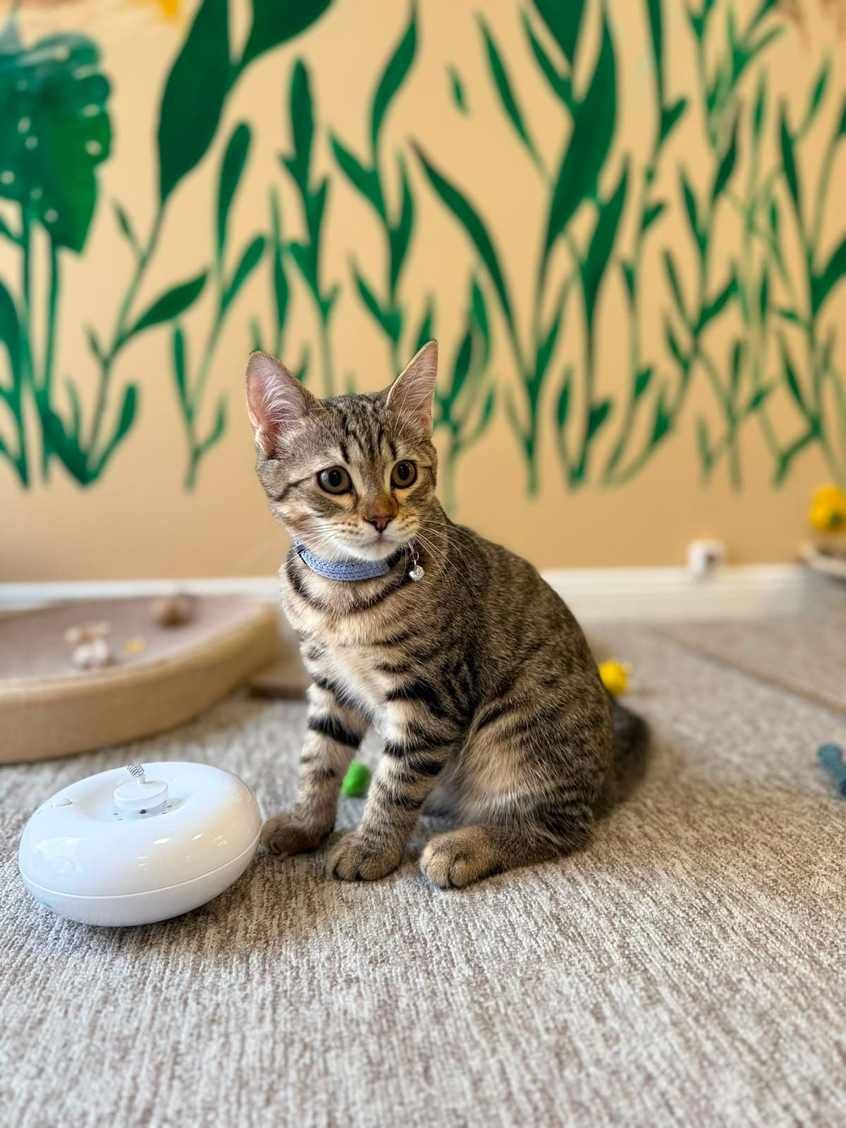 A spotted tabby kitten sitting by the water fountain
