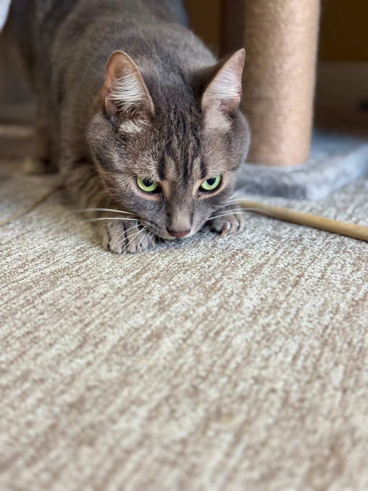 A grey tabby crouched in a playful hunting pose