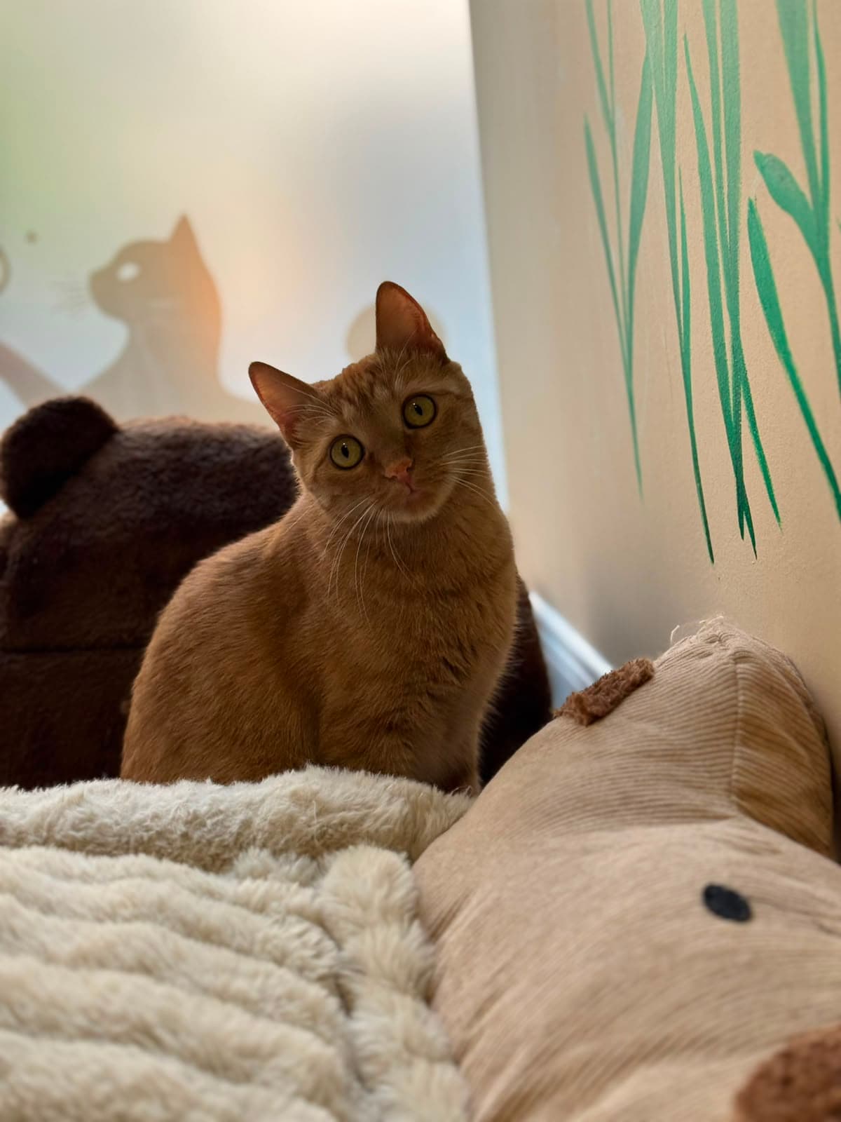 A brown cat resting on a bed and looking up